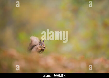 Red scoiattolo (Sciurus vulgaris) nella foto di mangiare un dado in una foresta nel parco nazionale di Cairngorms, Scozia. Foto Stock