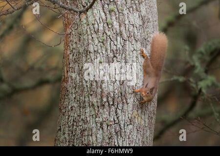 Red scoiattolo (Sciurus vulgaris) stringendo raffigurato su un pino silvestre albero in una foresta nel parco nazionale di Cairngorms, Scozia. Foto Stock