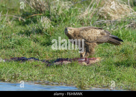 Maennlicher Schreiadler, Aquila pomarina, Maschio Lesser Spotted Eagle Foto Stock