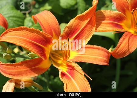 Orange giglio di giorno fiori contro erba verde sullo sfondo Foto Stock