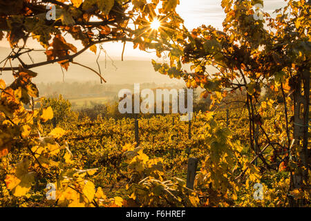 Un telaio attraverso i vigneti del Piemonte, Italia Foto Stock