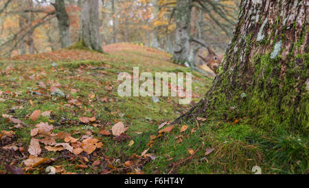 Red scoiattolo (Sciurus vulgaris) mostrato di peeking intorno a un albero in una foresta nel parco nazionale di Cairngorms, Scozia. Foto Stock