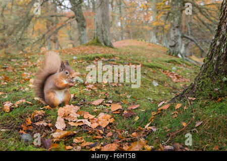Red scoiattolo (Sciurus vulgaris) nella foto di mangiare un dado in una foresta nel parco nazionale di Cairngorms, Scozia. Foto Stock
