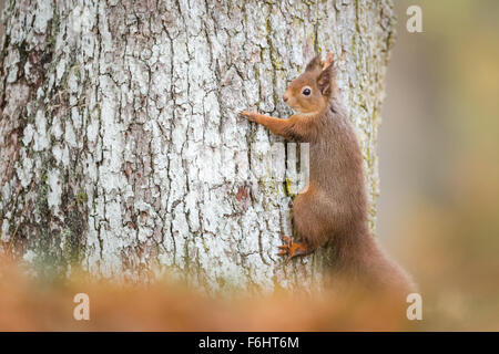 Red scoiattolo (Sciurus vulgaris) stringendo raffigurato su un pino silvestre albero in una foresta nel parco nazionale di Cairngorms, Scozia. Foto Stock