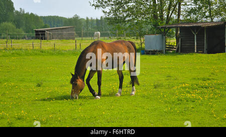 Cavallo al pascolo in un prato verde con fiori di colore giallo Foto Stock