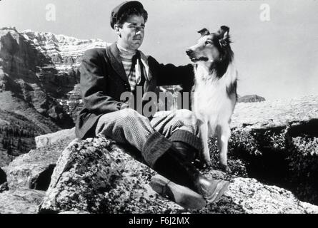 1945, il titolo del film: figlio di LASSIE, Direttore: SYLVAN SIMON, Studio: MGM, nella foto: Animali (con attori), cane, PETER LAWFORD. (Credito Immagine: SNAP) Foto Stock