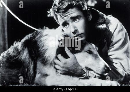 1945, il titolo del film: figlio di LASSIE, Direttore: SYLVAN SIMON, Studio: MGM, nella foto: Animali (con attori), cane, PETER LAWFORD. (Credito Immagine: SNAP) Foto Stock