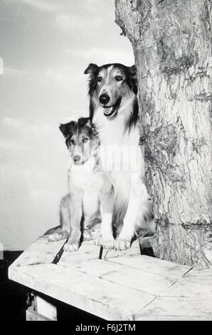 1945, il titolo del film: figlio di LASSIE, Direttore: SYLVAN SIMON, Studio: MGM, nella foto: Cane, ragazzino, LASSIE. (Credito Immagine: SNAP) Foto Stock