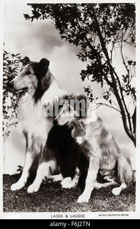 1945, il titolo del film: figlio di LASSIE, Direttore: SYLVAN SIMON, Studio: MGM, nella foto: Cane, ragazzino, LASSIE. (Credito Immagine: SNAP) Foto Stock