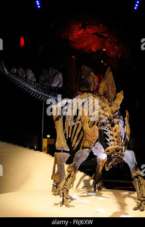 Un scheletro Stegosaurus all'ingresso della sala di terra dentro il Natural History Museum, London REGNO UNITO Foto Stock