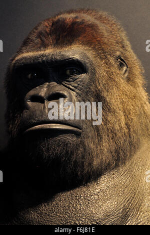 Guy il Gorilla in mostra presso il Museo Naturale Londra Inghilterra REGNO UNITO Foto Stock