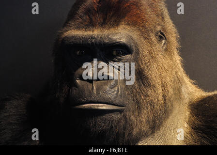 Guy il Gorilla in mostra presso il Museo Naturale Londra Inghilterra REGNO UNITO Foto Stock