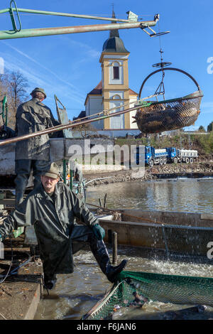 Gente pescatori in autunno raccolta di carpe vicino al villaggio Bošilec. Boemia meridionale, Repubblica Ceca villaggio tradizionale chiesa - architettura rurale Foto Stock