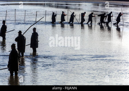 I pescatori in una fila di reti da traino la tradizionale raccolta della Repubblica ceca Carp Pond Bosilec. Boemia del Sud, Repubblica Ceca Foto Stock