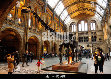 Un Diplodocus scheletro cast, affettuosamente noto come Dippy, sul display nel Hintze Hall, il Museo di Storia Naturale di Londra - Regno Unito Foto Stock