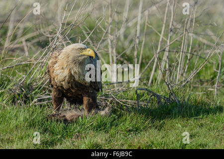 Seeadler, Haliaeetus albicilla, White Tailed Eagle Foto Stock