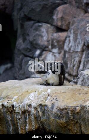 Lisbona, Portogallo - 24 ottobre 2014: Magellanic Penguin in Oceanario di Lisbona, Portogallo Foto Stock