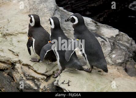 Tre Magellanic penguin in una riga a Lisbona Acquarium Foto Stock