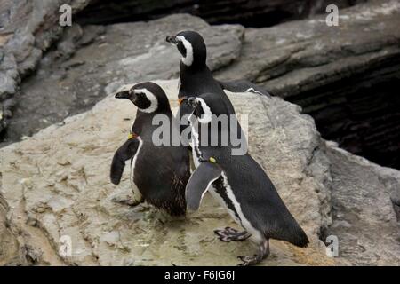 Tre i pinguini di Magellano in Lisbon Oceanarium Portogallo. In bianco e nero a cura Foto Stock