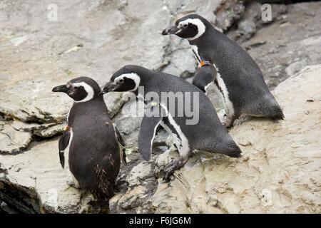 Tre i pinguini di Magellano in Lisbon Oceanarium Portogallo. In bianco e nero a cura Foto Stock