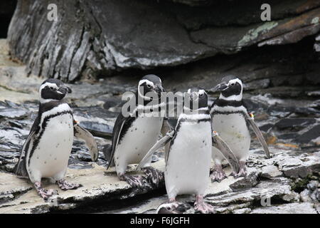 Quattro i pinguini di Magellano in Lisbon Oceanarium Portogallo Foto Stock