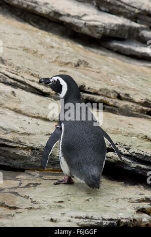 Lisbona, Portogallo - 24 ottobre 2014: Magellanic Penguin in Oceanario di Lisbona, Portogallo Foto Stock