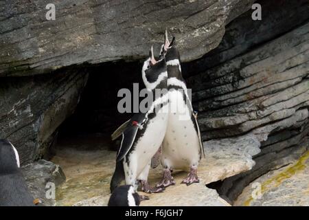 Lisbona, Portogallo - 24 ottobre 2014: paio di i pinguini di magellano grida di Oceanario di Lisbona, in Portogallo Foto Stock