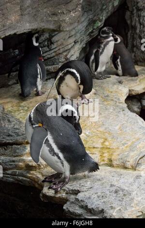 Lisbona, Portogallo - 24 ottobre 2014: gruppo di i pinguini di magellano nell'Acquario di Lisbona Foto Stock