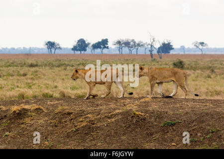 Due leoni femmina a piedi da destra a sinistra alcuni caccia preda Foto Stock