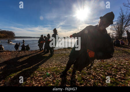 I pescatori reti da traino la tradizionale raccolta della Repubblica ceca Carp Pond Bosilec. Boemia del Sud, Repubblica Ceca Foto Stock