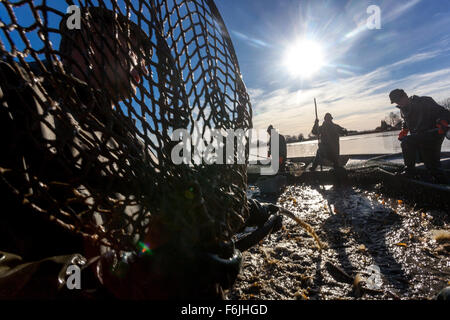 Fisherman le catture di carpe, la tradizionale raccolta di carpa ceca per il mercato di Natale Bosilec stagno. Boemia del Sud, Repubblica Ceca Foto Stock