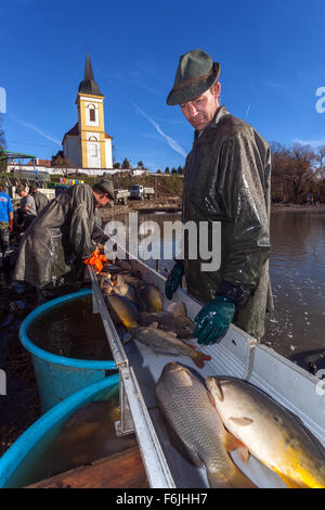Fisherman le catture di carpe, la tradizionale raccolta di carpa ceca per il mercato di Natale Bosilec stagno. Boemia del Sud, Repubblica Ceca Foto Stock