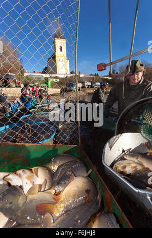 Fisherman le catture di carpe, la tradizionale raccolta di carpa ceca per il mercato di Natale Bosilec stagno. Boemia del Sud, Repubblica Ceca Foto Stock