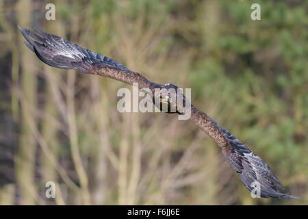 Steppenadler, Aquila nipalensis, steppa Eagle Foto Stock