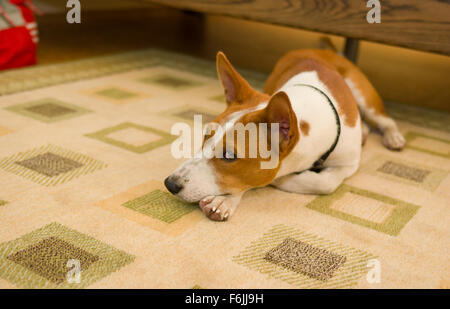 Ritratto di interni di trivellazione di basenji cane giacente in corrispondenza del pavimento Foto Stock