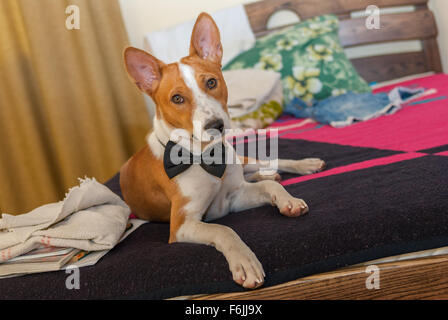 Ritratto di carino basenji cane giacenti presso il letto Foto Stock