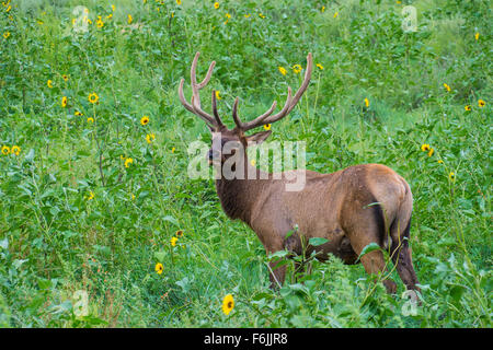 Elk (Cervus canadensis) su una pianura desertica Foto Stock