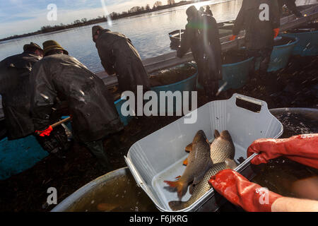 Fisherman le catture di carpe, la tradizionale raccolta di carpa ceca per il mercato di Natale Bosilec stagno. Boemia del Sud, Repubblica Ceca Foto Stock