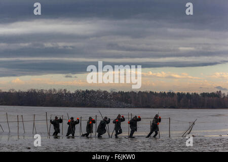 Pesca carpa pesca rete tradizionale raccolta di carpe ceco Stagno Bosilec. Boemia del Sud, Repubblica Ceca popolazione Foto Stock