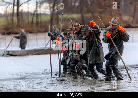 Pescatori in una fila che tira rete raccolta tradizionale di carpe ceco Stagno Bosilec. Boemia del Sud, Repubblica Ceca Foto Stock