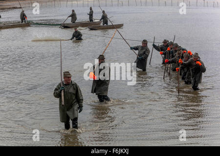 I pescatori reti da traino la tradizionale raccolta della Repubblica ceca Carp Pond Bosilec. Boemia del Sud, Repubblica Ceca Foto Stock