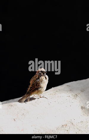 Sparrow appollaiato sul parapetto di bianco di costruire sulla base del 1073 AD-Khon Konchog Gyalpo fondato a Nord Seat-Sakya monast Foto Stock
