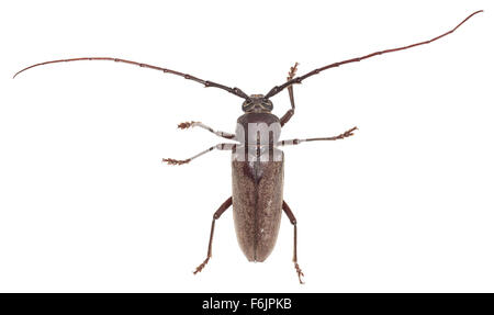 Long-cornuto legno-noioso beetle con molto lunghe antenne. Fotografato su uno sfondo bianco. Foto Stock