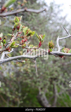 Nuove foglie dispiegarsi su un biancospino selvatico albero in Otter Creek, Parco Nazionale di Acadia, Maine. Foto Stock