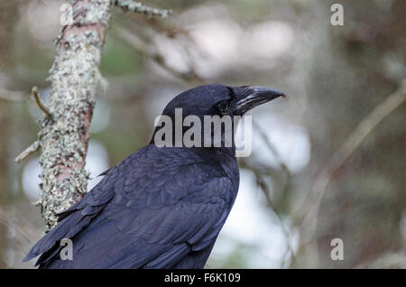 Close-up di un American Crow (Corvus brachyrhynchos), il Parco Nazionale di Acadia, Maine. Foto Stock