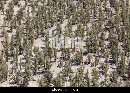 Bristlecone antica foresta di pini, California, Stati Uniti d'America. Bristlecone pines sono tra le poche piante che non sono in grado di tollerare alte elevati