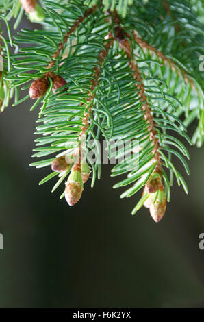 Vista ravvicinata di nuove foglie germinazione in corrispondenza della punta di abete rosso (Picea rubens) ramoscelli, con coni giovani in background, Maine. Foto Stock