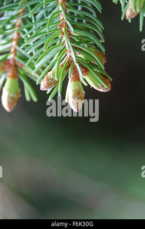 Vista ravvicinata di nuovi aghi germinazione in corrispondenza della punta di abete rosso (Picea rubens) ramoscelli, Maine. Foto Stock