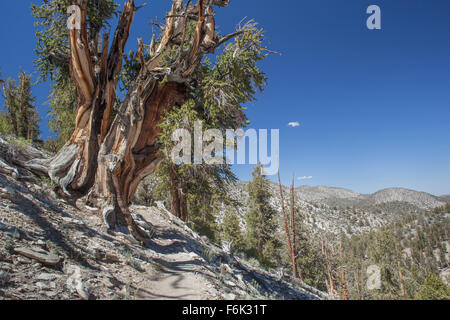 Grandi bristlecone pine tree accanto al sentiero. Bristlecone antica foresta di pini, California, Stati Uniti d'America.