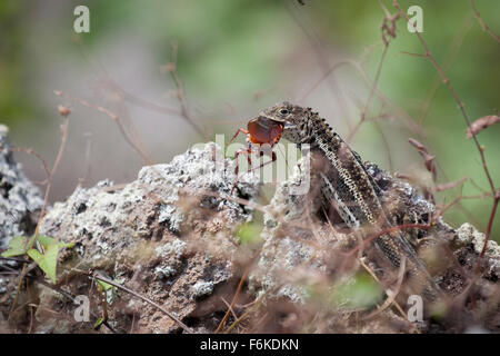 Galapagos lucertola di lava (Microlophus albemarlensis) mangiare uno scarafaggio. Foto Stock